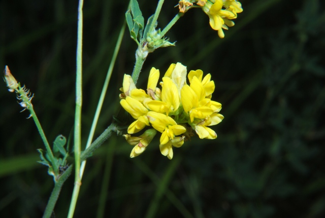 Fabacea - cfr. Medicago falcata